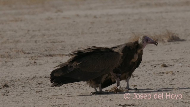 Hooded Vulture - ML626072611