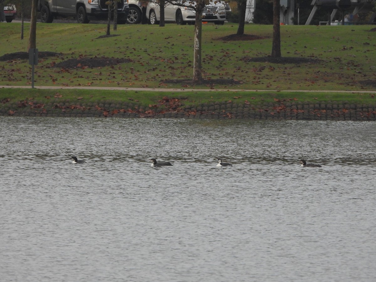 Common Loon - ML626072628