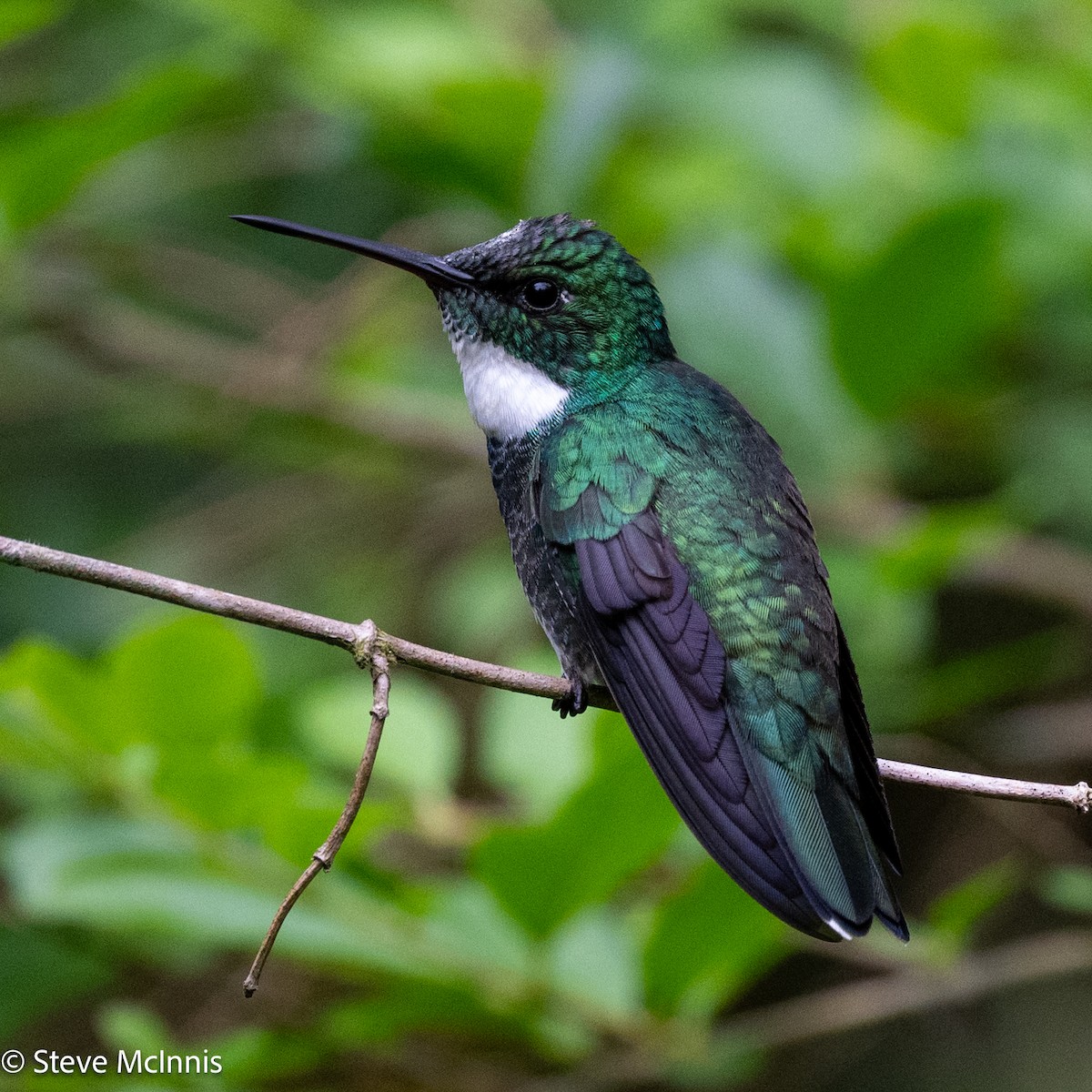 White-throated Hummingbird - ML626072633