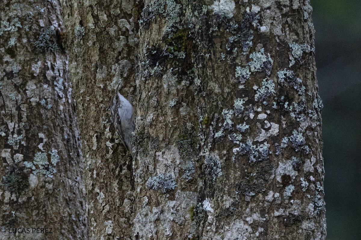 Short-toed Treecreeper - ML626072636