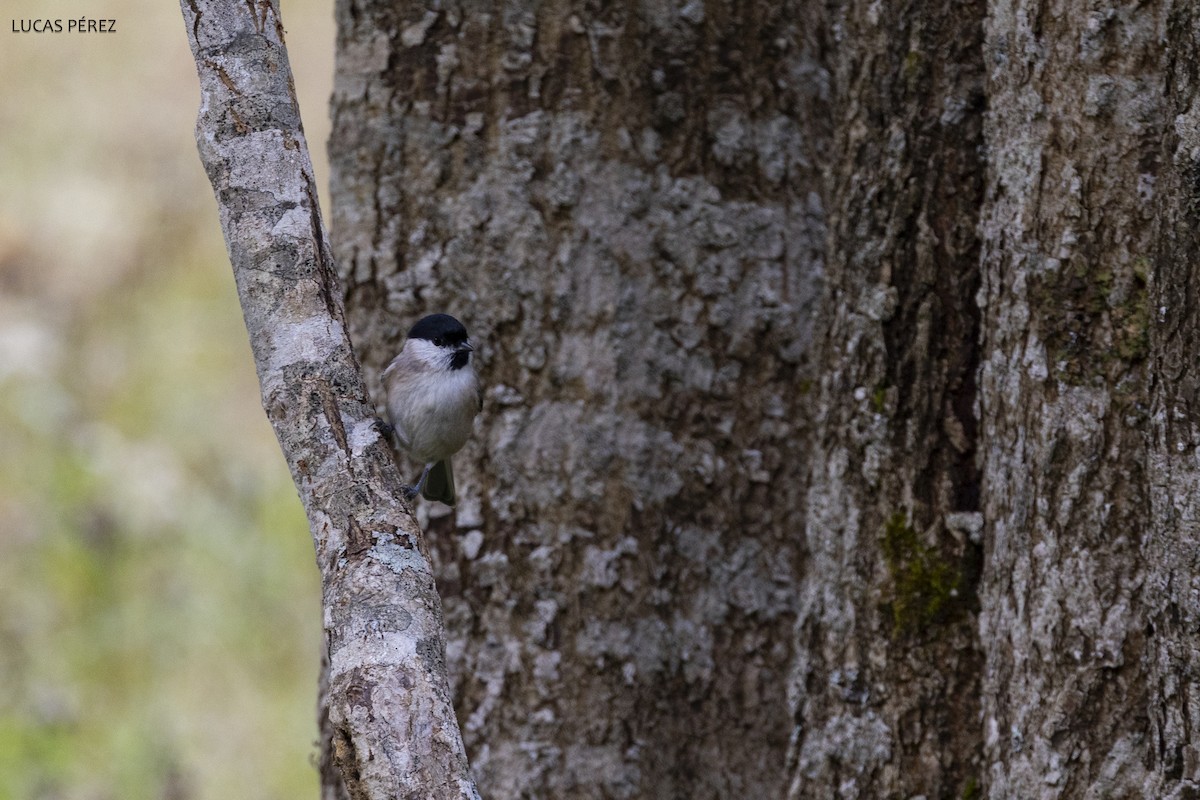 Marsh Tit - ML626072645