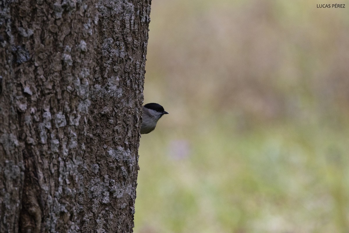 Marsh Tit - ML626072646