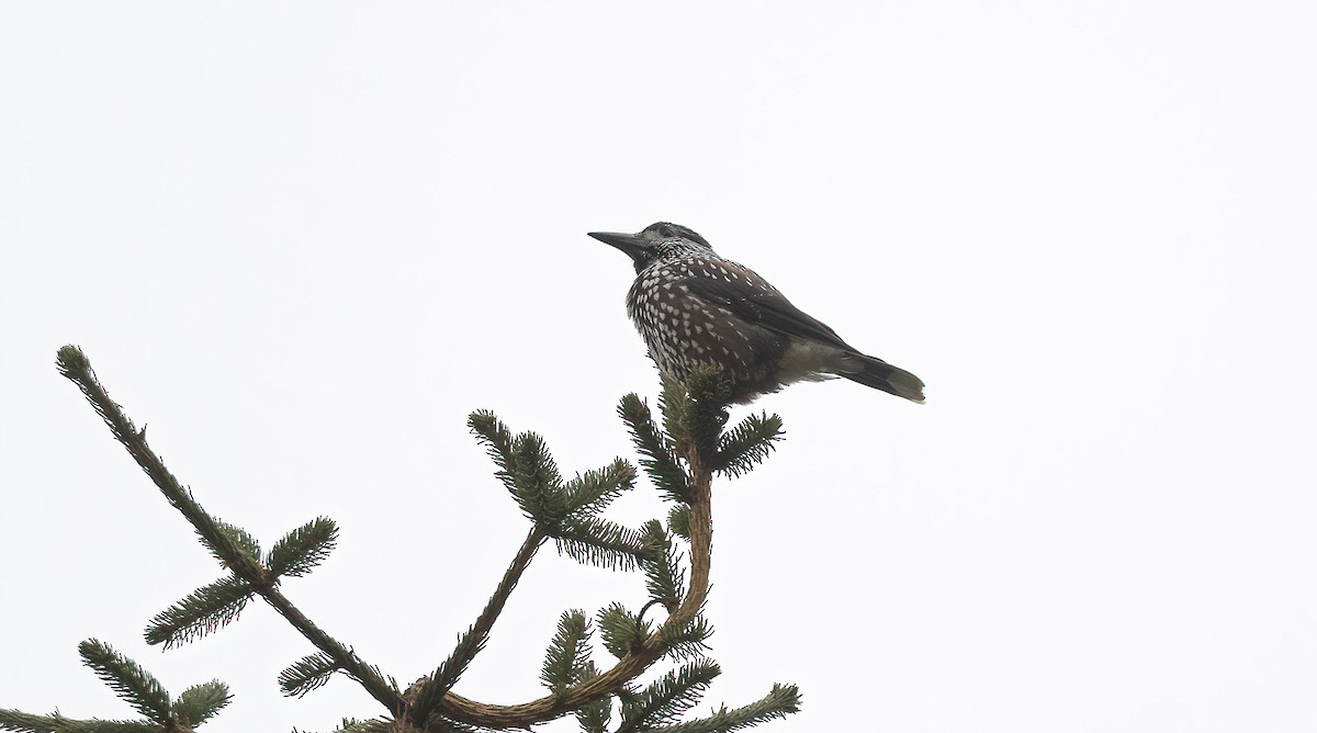 Northern Nutcracker - ML626072653