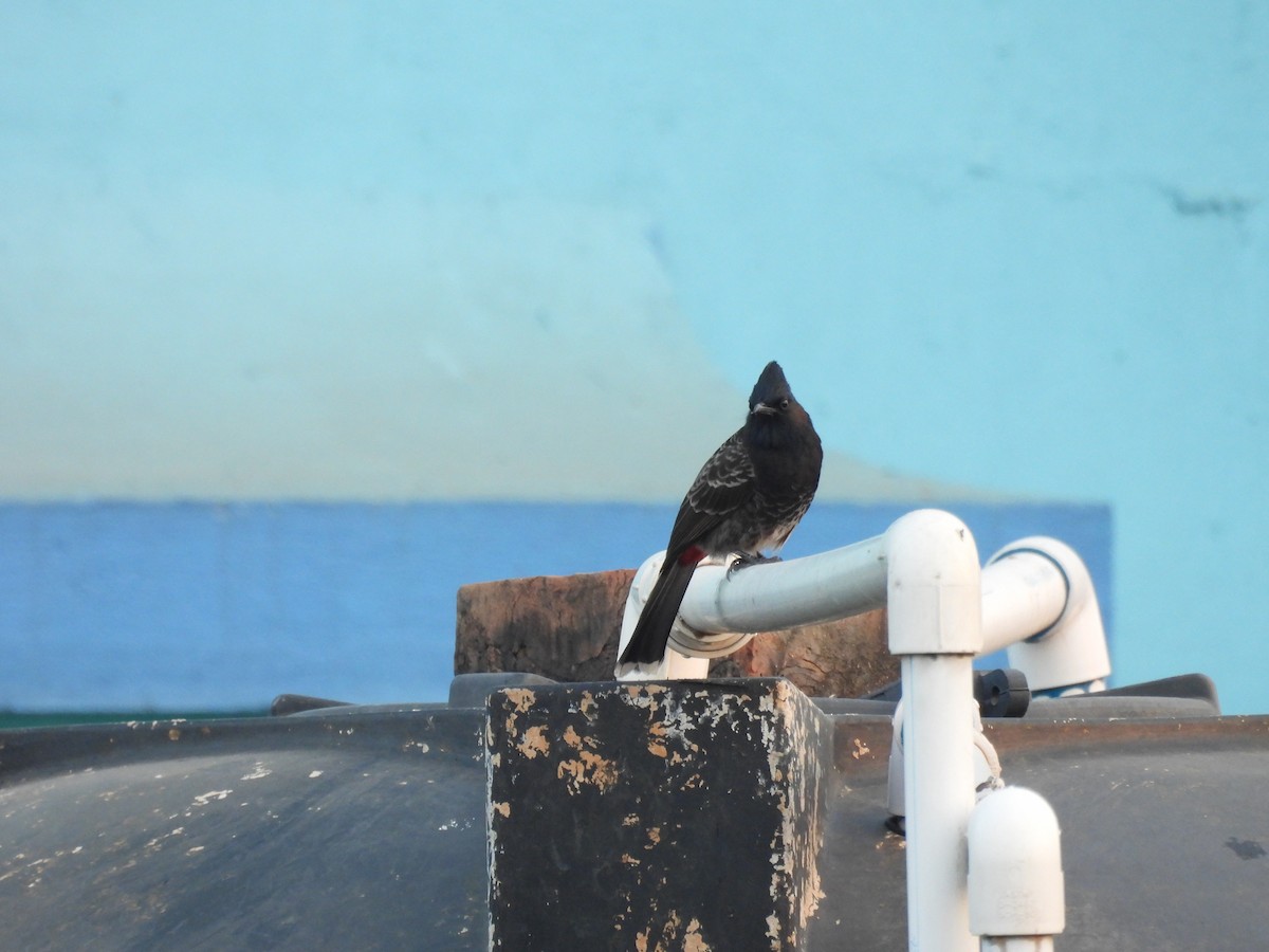 Bulbul à ventre rouge - ML626072673