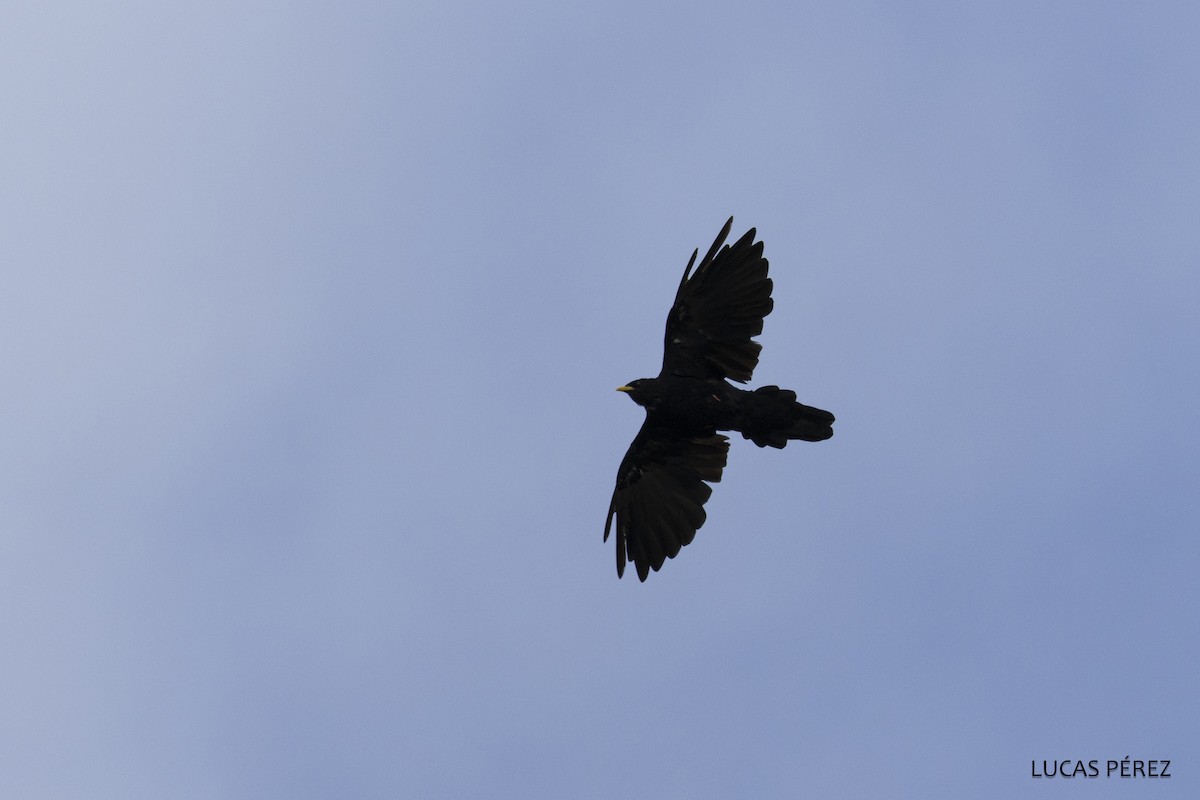 Yellow-billed Chough - ML626072685