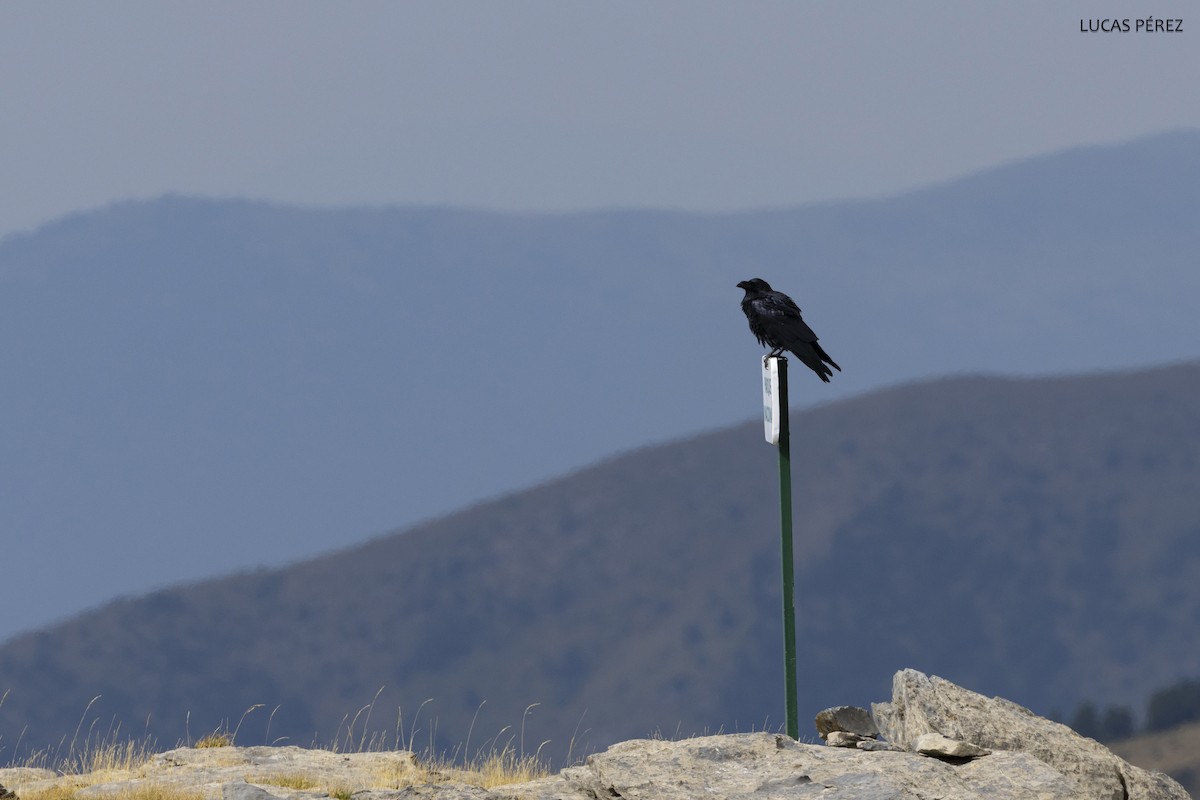 Common Raven - ML626072687