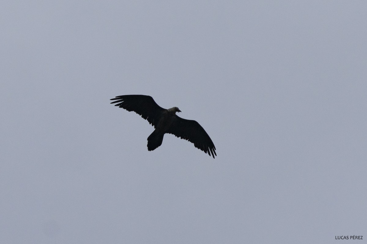 Bearded Vulture - ML626072739