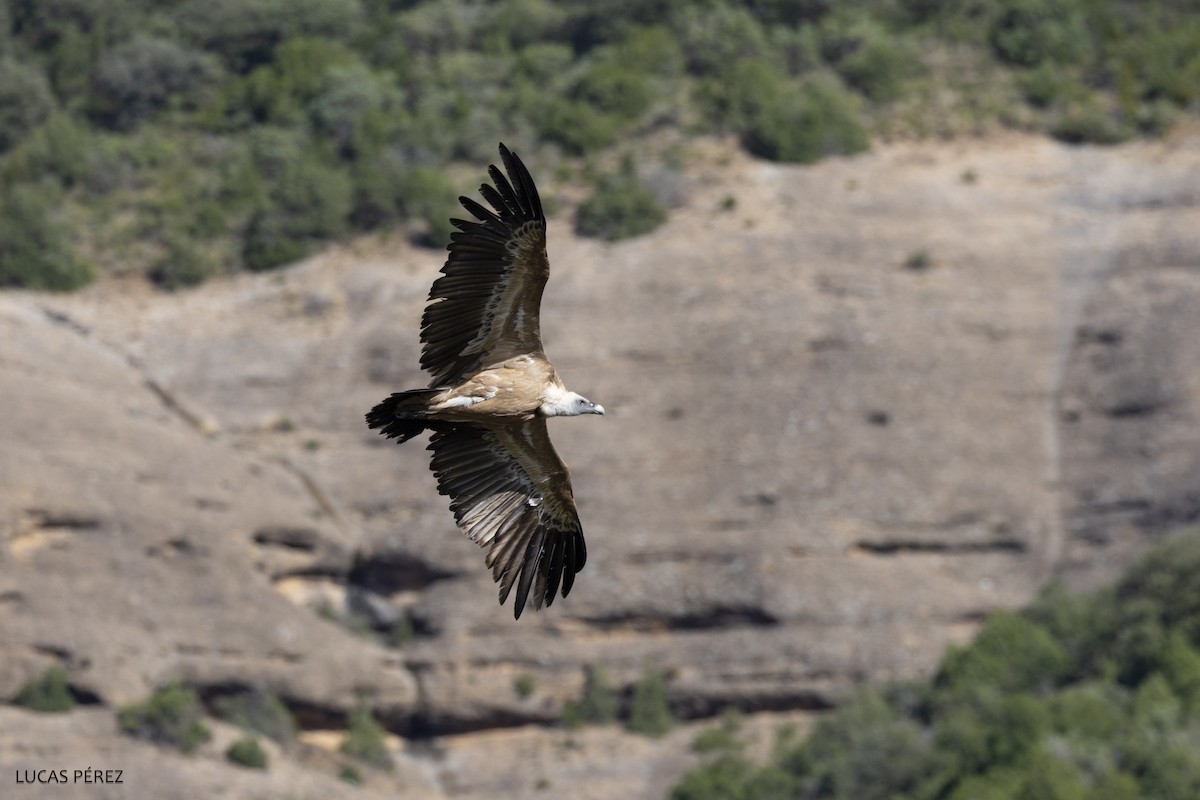 Eurasian Griffon - ML626072762