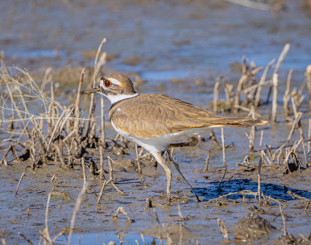 Killdeer - ML626072833