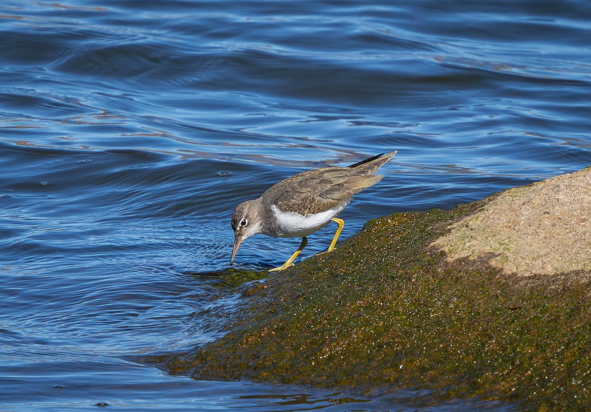 Spotted Sandpiper - ML626072839