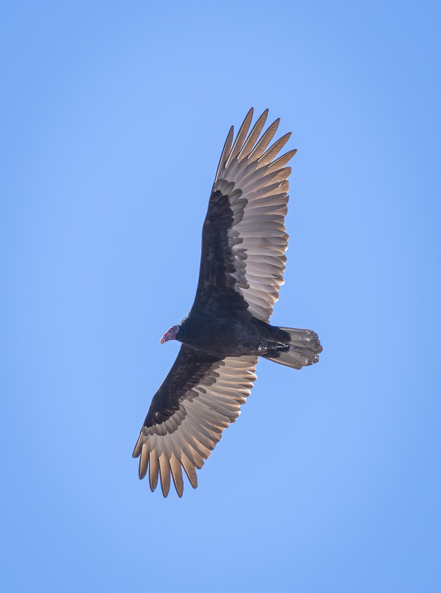 Turkey Vulture - ML626072843