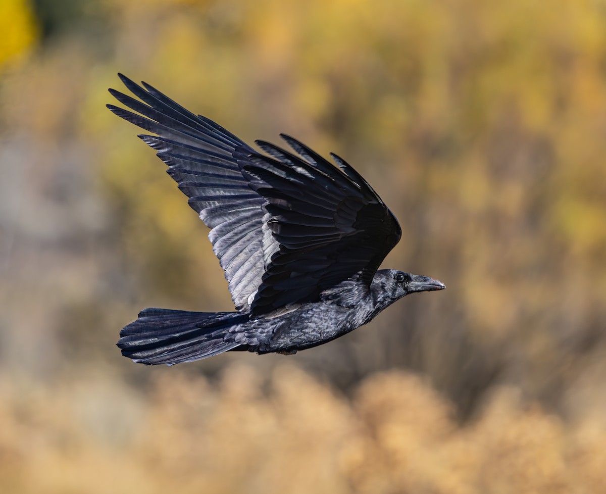 Common Raven - ML626072846