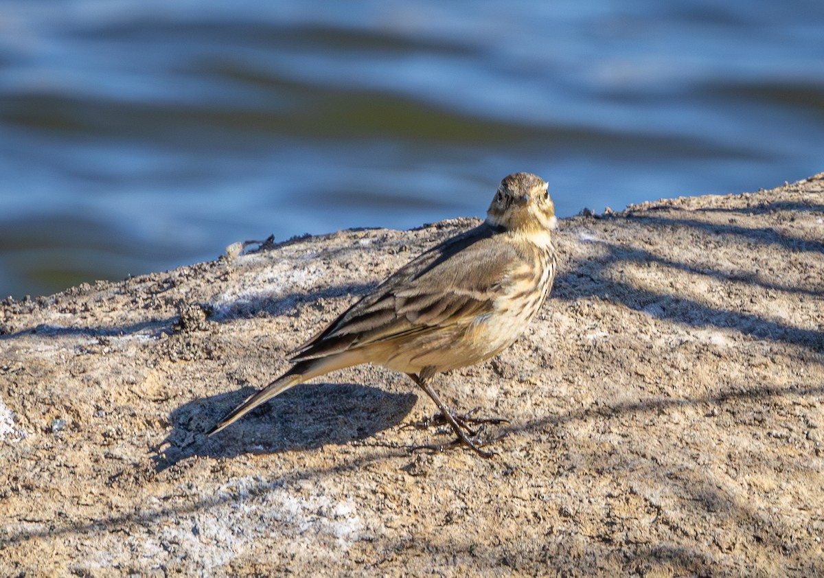 American Pipit - ML626072857