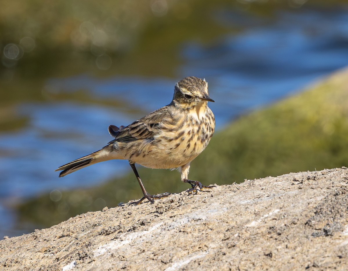 American Pipit - ML626072860