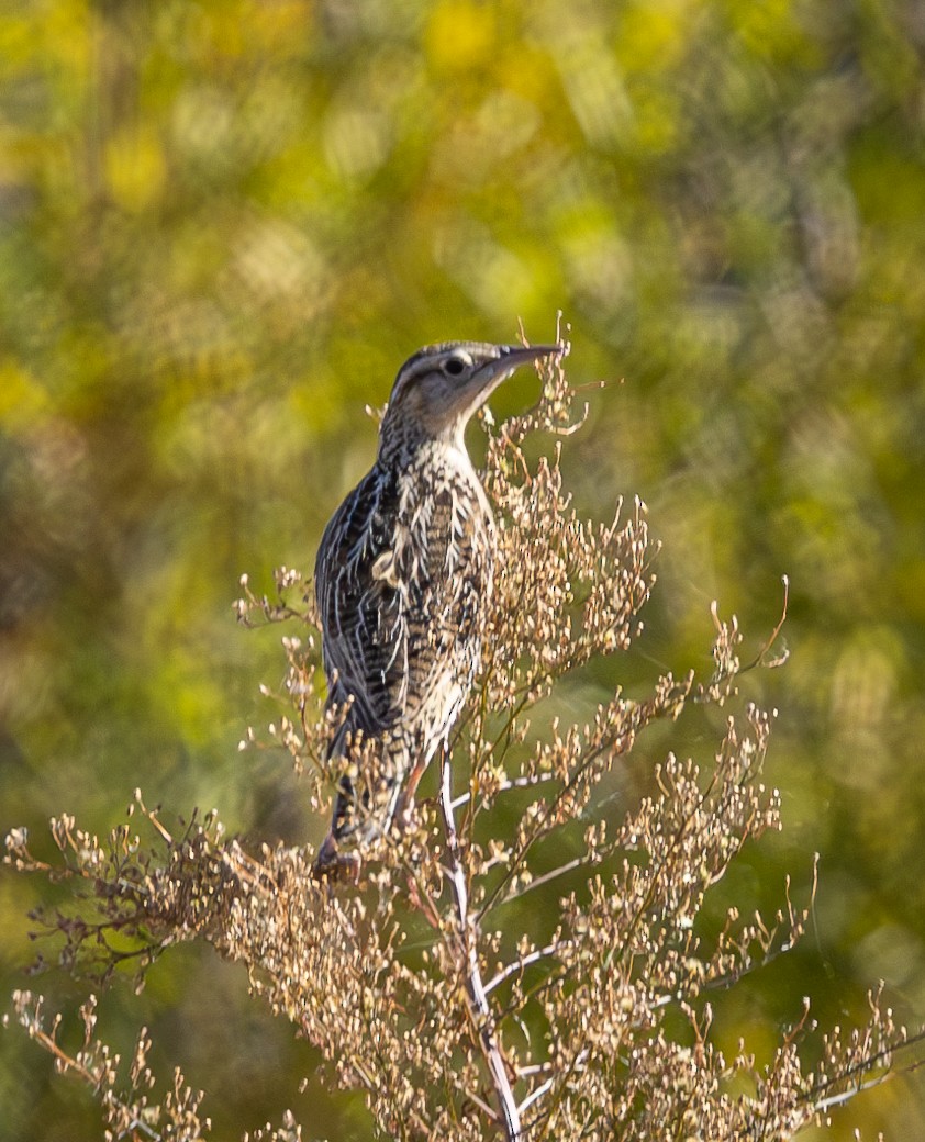 Western Meadowlark - ML626072870