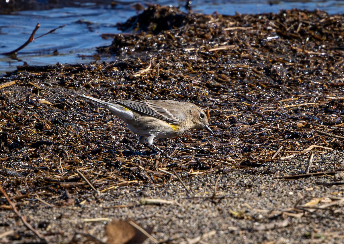 Yellow-rumped Warbler (Audubon's) - ML626072874