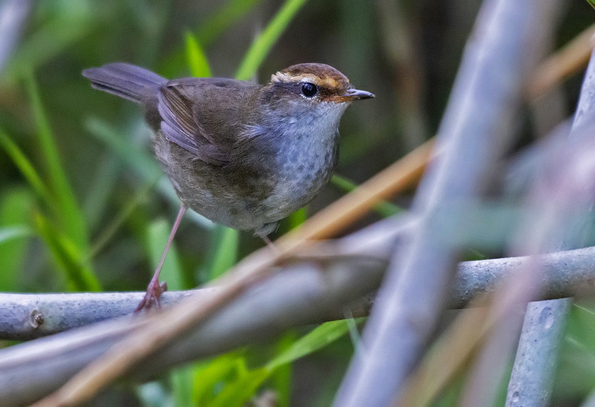 Chestnut-crowned Bush Warbler - ML626072886