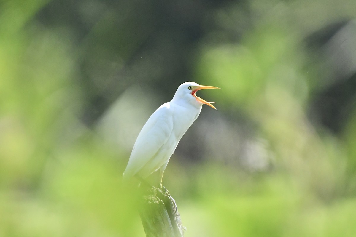 Western Cattle-Egret - ML626072953