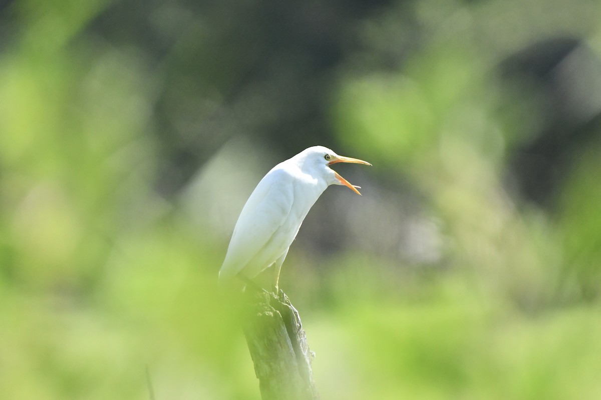 Western Cattle-Egret - ML626072954