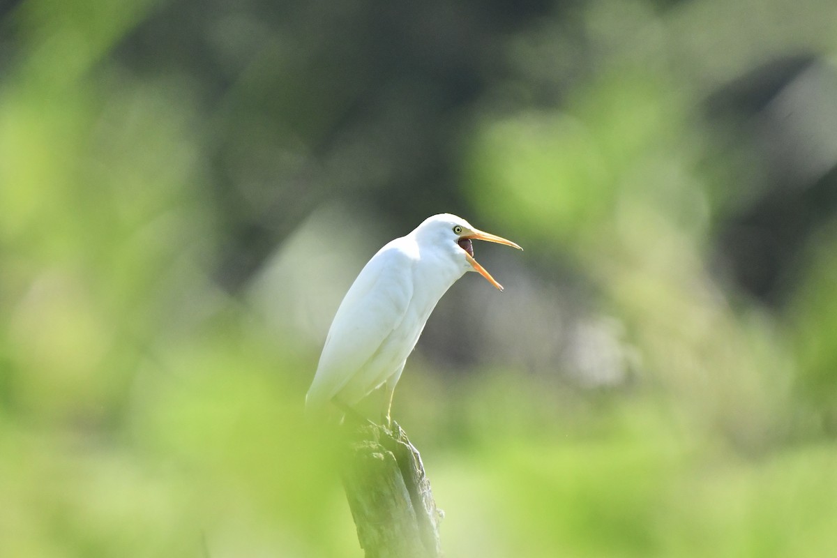 Western Cattle-Egret - ML626072955