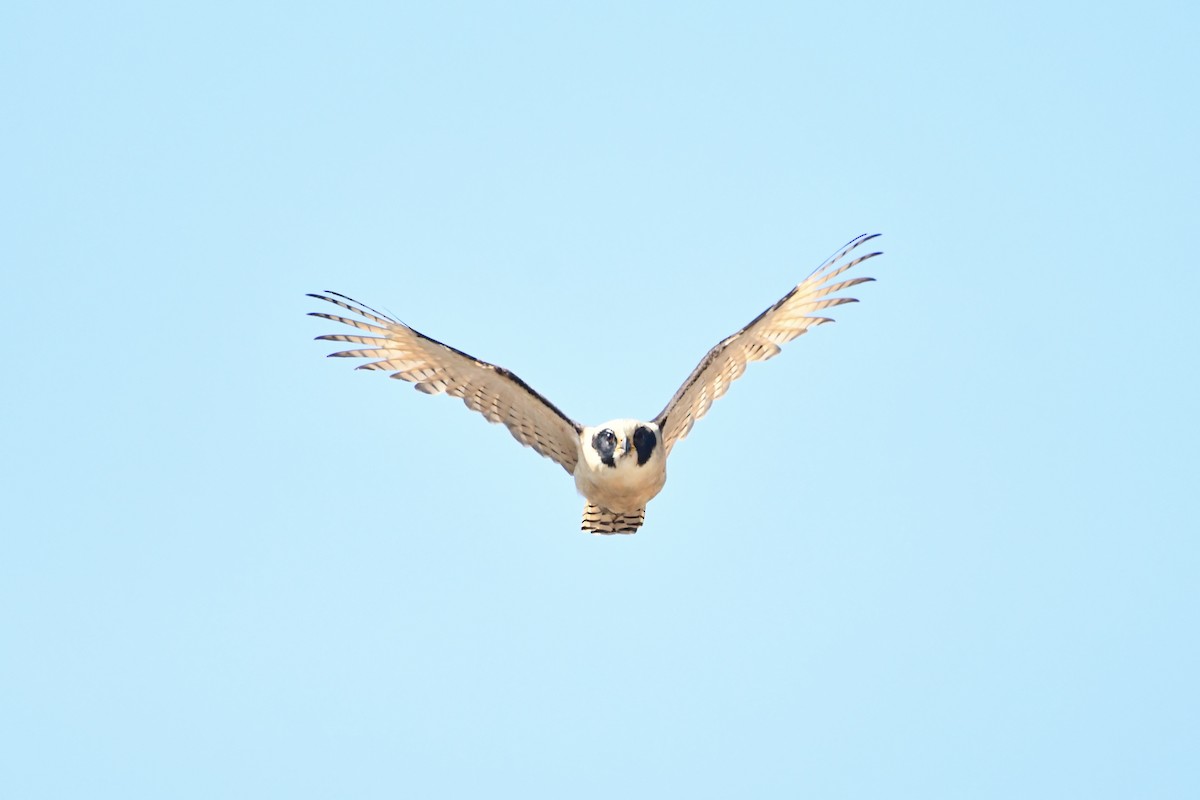 Laughing Falcon - ML626072994