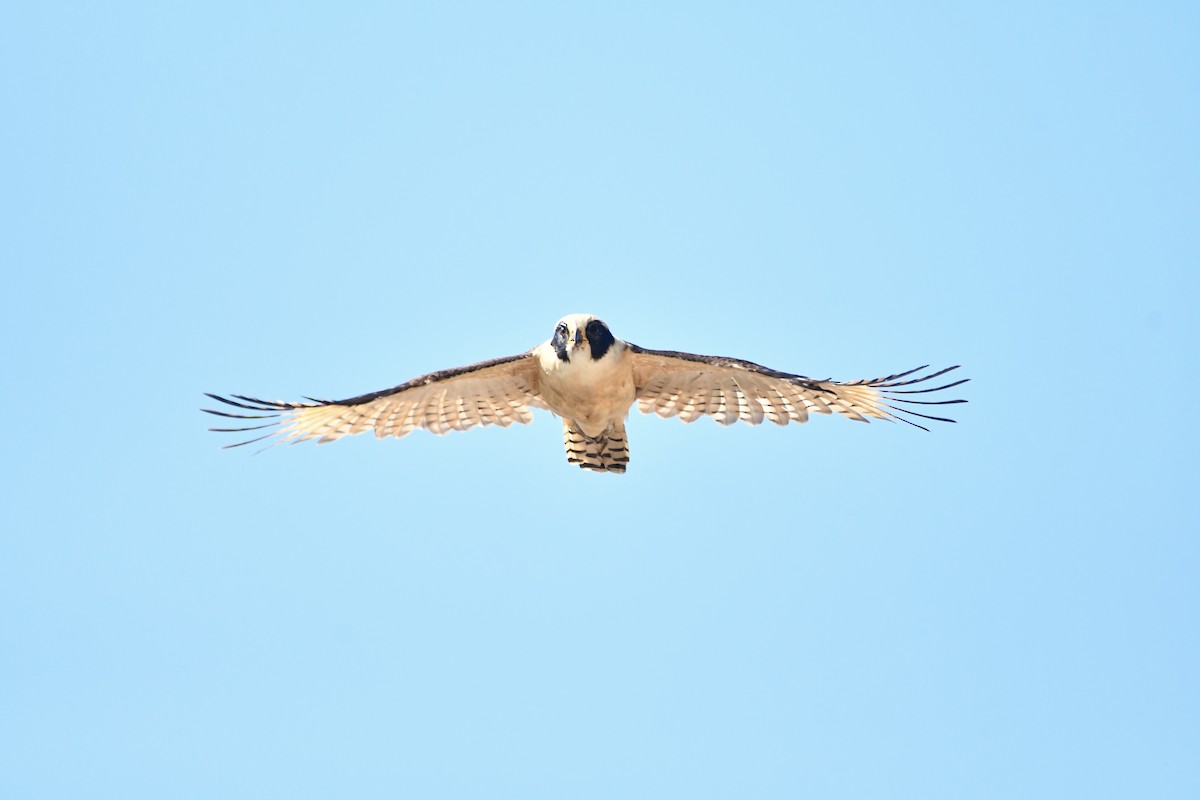 Laughing Falcon - ML626072995