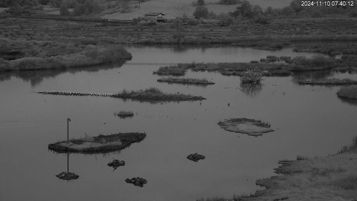 volavka rusohlavá - ML626073111