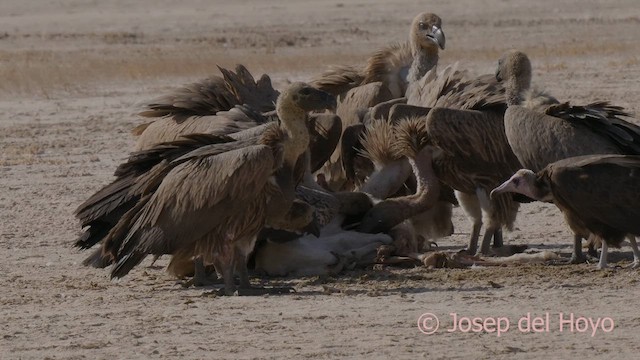 Hooded Vulture - ML626073161