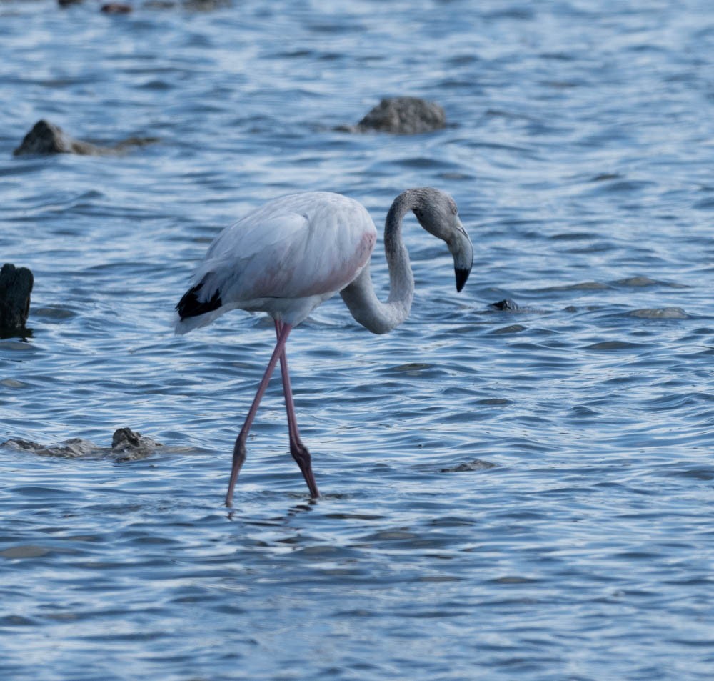 Flamant rose - ML626073194