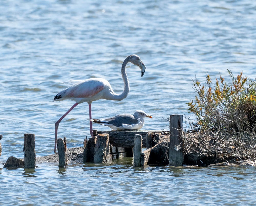 Flamant rose - ML626073195