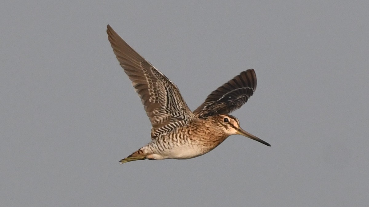 Pin-tailed Snipe - ML626073254