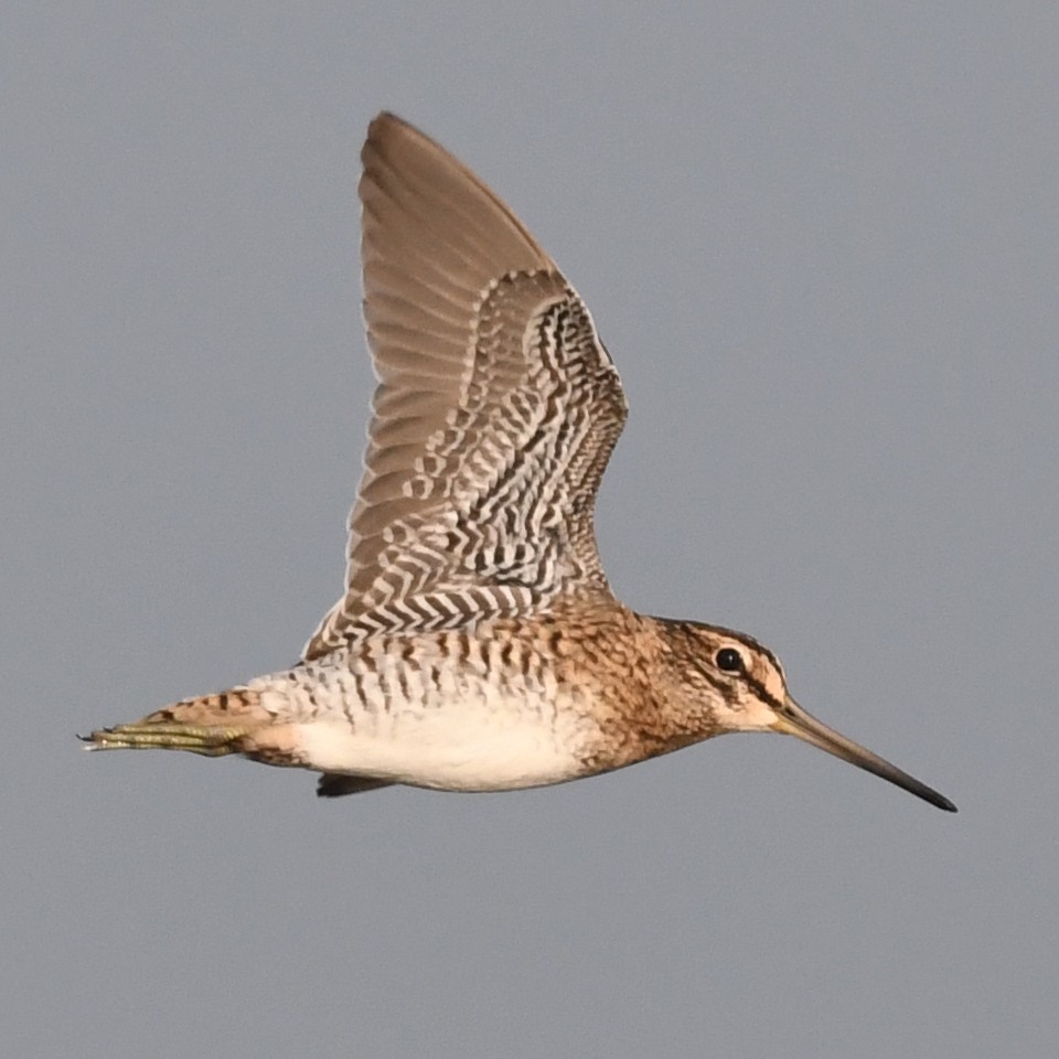 Pin-tailed Snipe - ML626073255