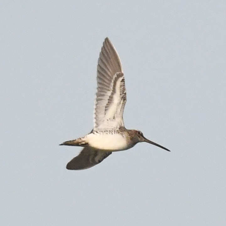 Common Snipe - ML626073259