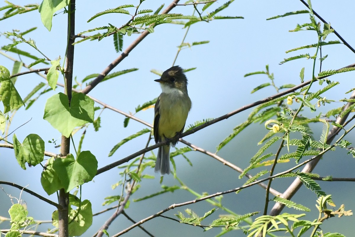 White-throated Flycatcher - ML626073267