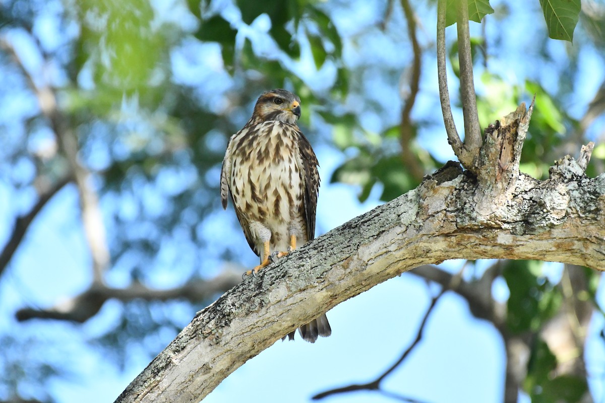 Gray Hawk - ML626073279