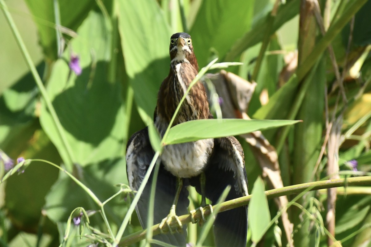 Green Heron - ML626073320