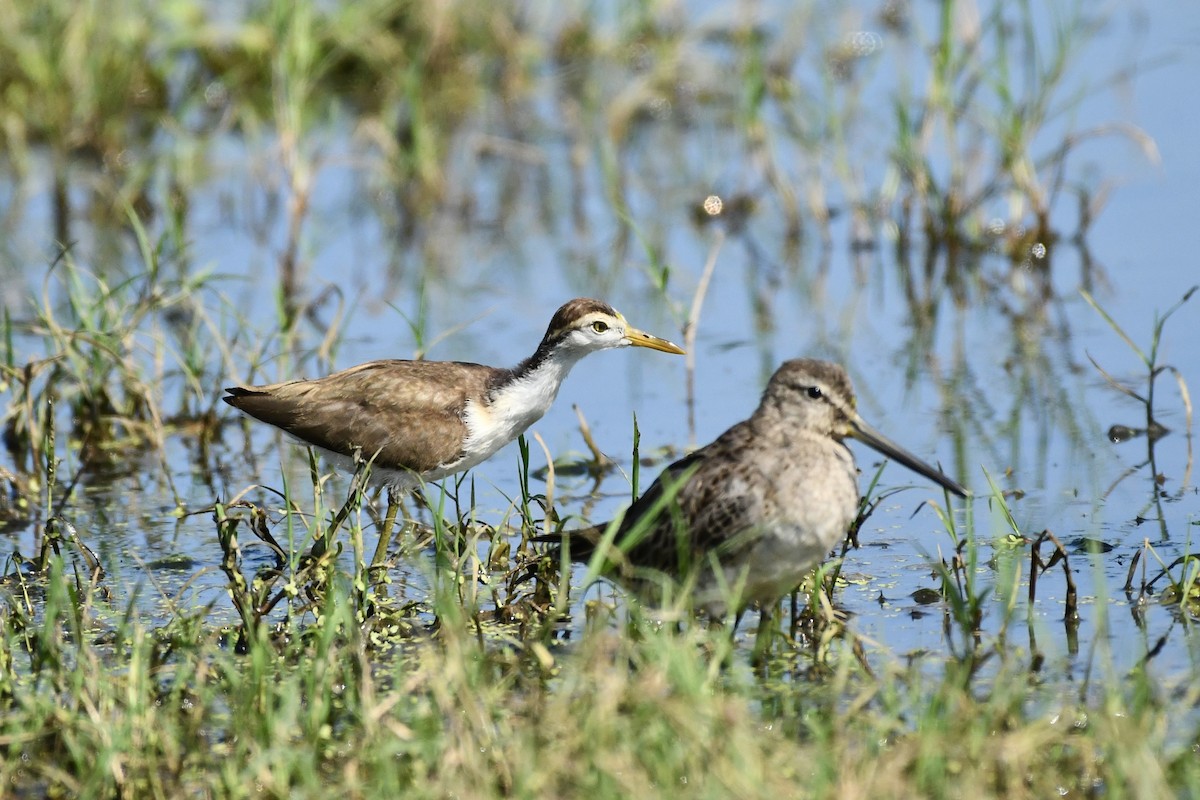 Northern Jacana - ML626073328