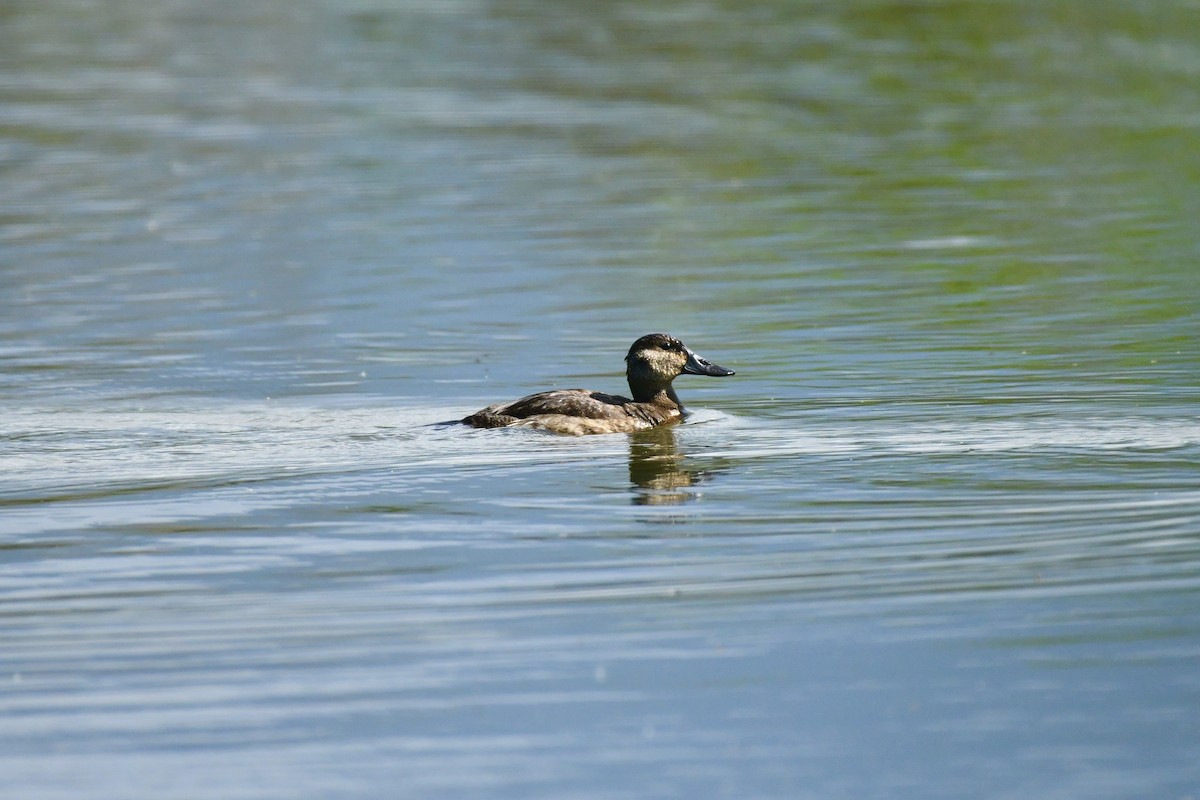 Ruddy Duck - ML626073335