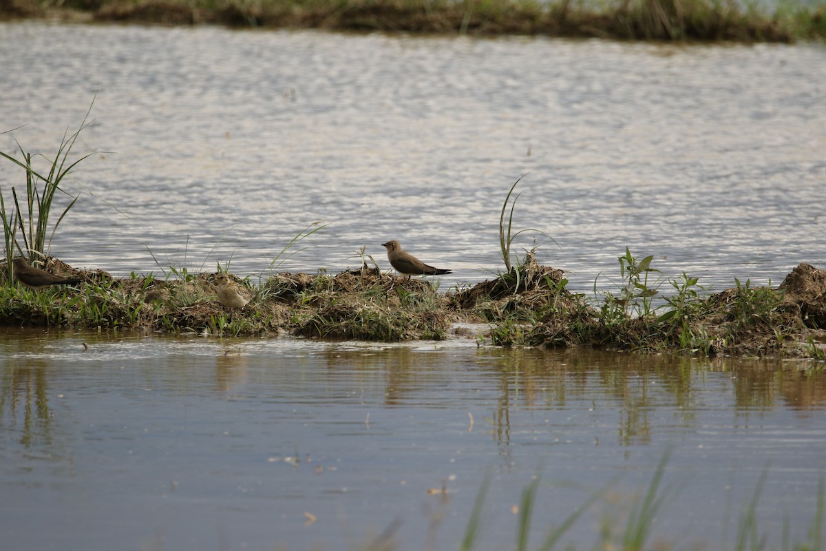 Oriental Pratincole - ML626073336