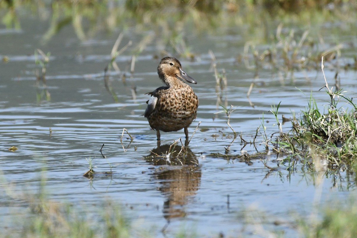 Blue-winged Teal - ML626073339