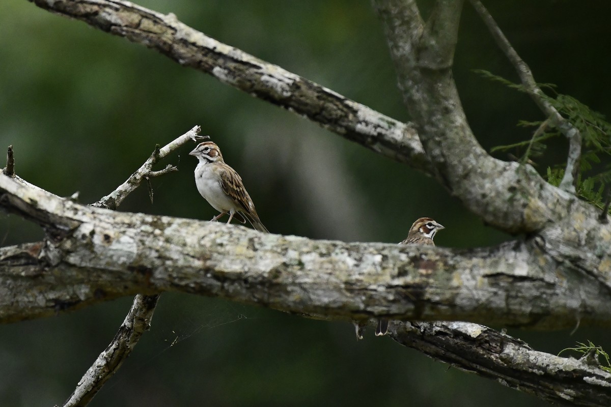 Lark Sparrow - ML626073403