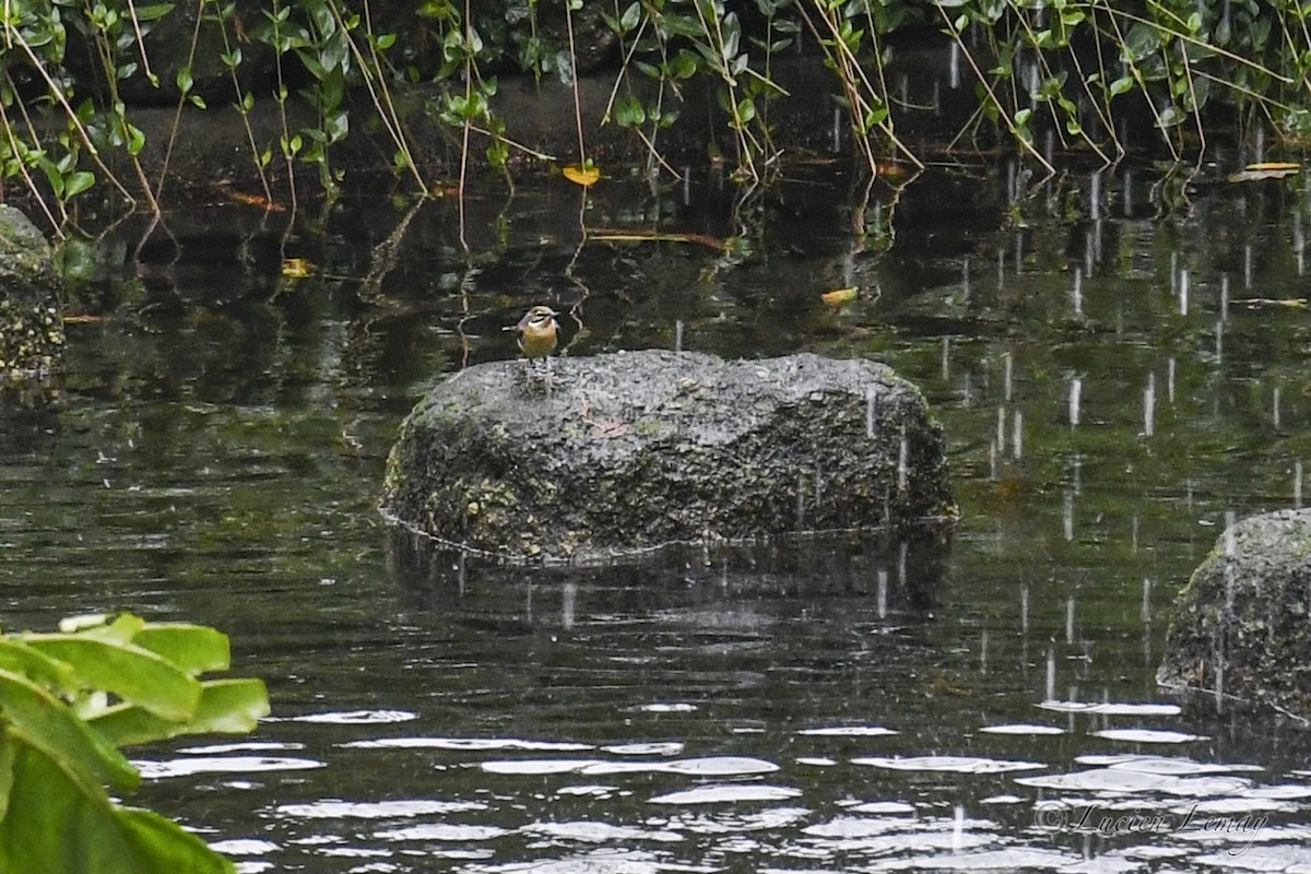 Gray Wagtail - ML626073409