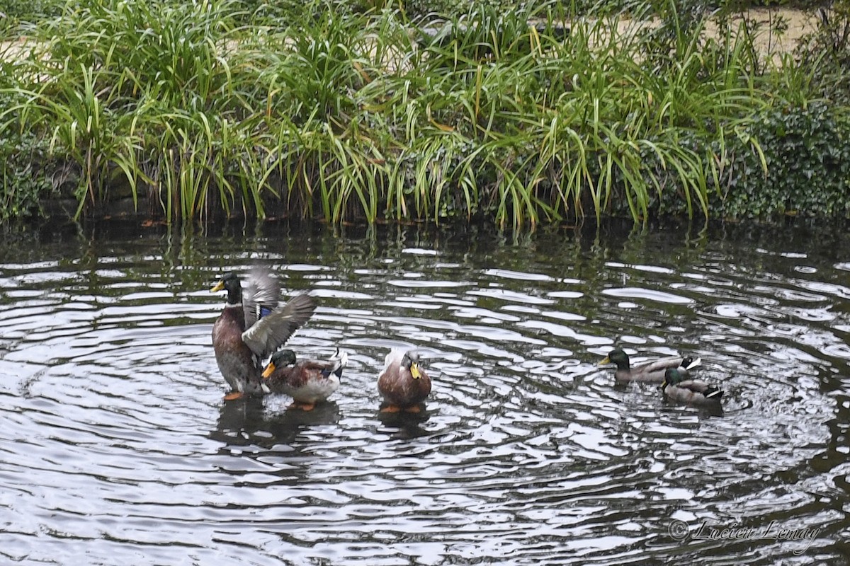 Mallard - ML626073446