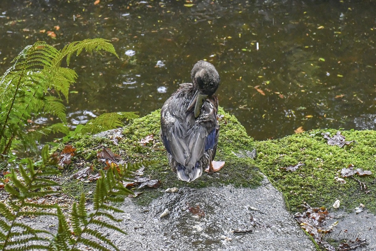 Mallard - ML626073448