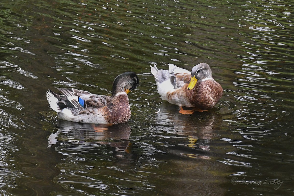 Mallard - ML626073456