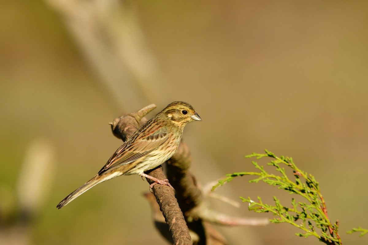 Hesi-berdantza - ML626073670