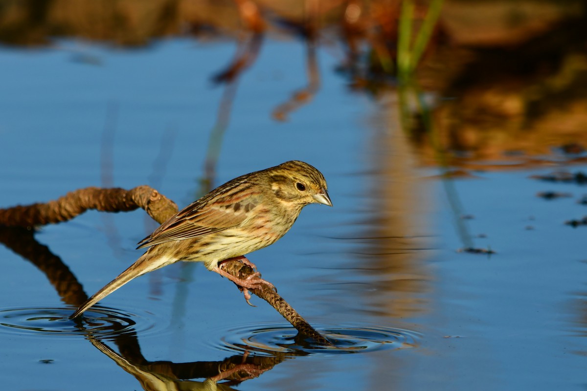 Hesi-berdantza - ML626073675