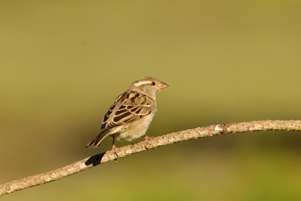 Moineau domestique - ML626073687