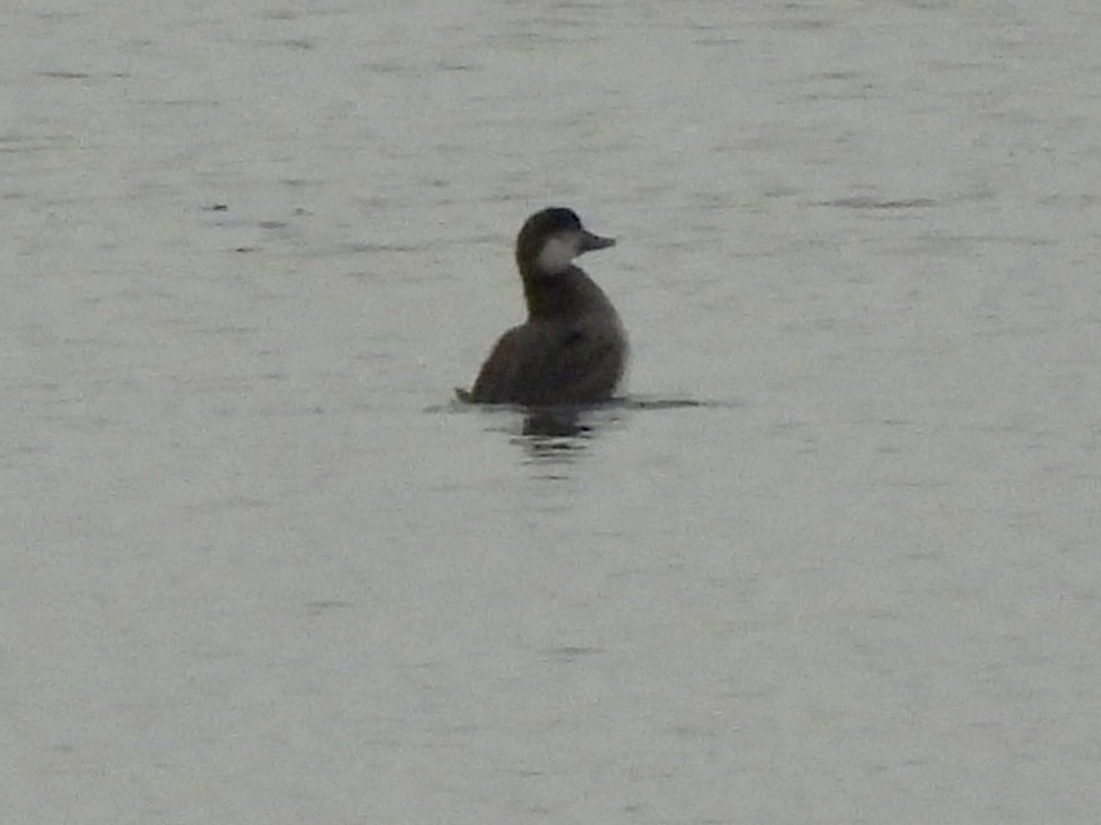 Common Scoter - ML626073743