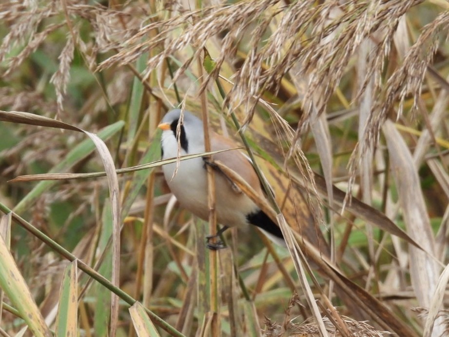 Bearded Reedling - ML626073756